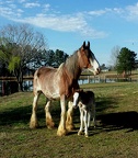 Our Horses